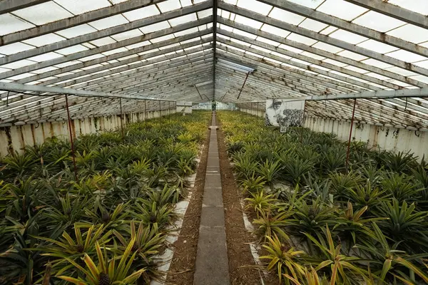 stock image Greenhouse growting pineapples in Ponta Delgada Azores islands Portugal