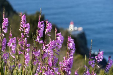 Okyanus manzaralı Azores adalarındaki deniz feneri ve arka planda Portekiz 'deki mavi çan çiçekleri.