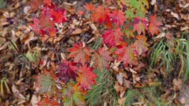 Kırmızı akçaağaç yağmurlu bir günde parkta ayrılıyor.