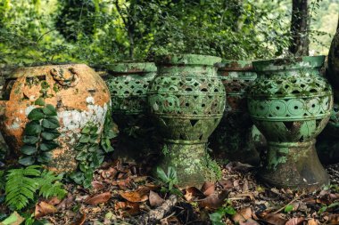 Old clay pots covered with moss and ivy plants in the garden in Malaysia clipart