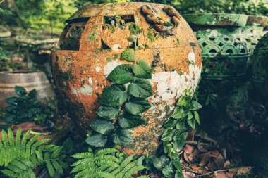 Old clay pots covered with moss and ivy plants in the garden in Malaysia clipart