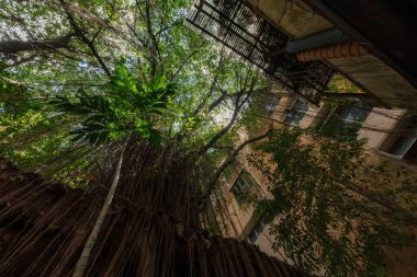 Ipoh Malezya 'daki evin içindeki orman.