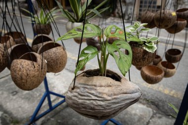 Flower pot made of coconut street decoration in Malaysia clipart