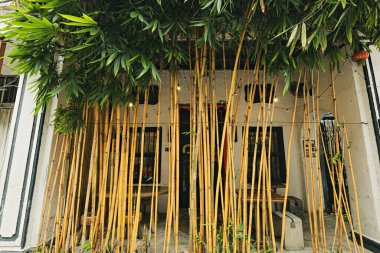 Ipoh Malezya caddesindeki güzel bambu çitleri.