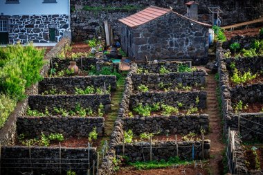 Pico volkanik yamaçlarındaki genç yeşil şaraplar Portekiz 'in Azores adalarında şarapçılık yapıyor.