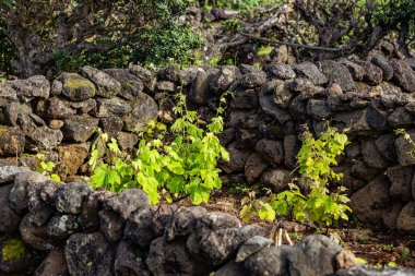 Young green wines on Pico volcano slopes winary farming in Azores islands Portugal clipart