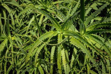 Parlak yeşil Aloe Vera bitkisi. Yakın plan.