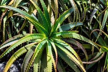 Parlak yeşil Aloe Vera bitkisi. Yakın plan.