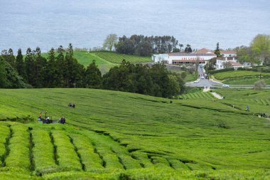 Tea plantation in Cha Gorreana at Sao Miguel island Azores Portugal clipart