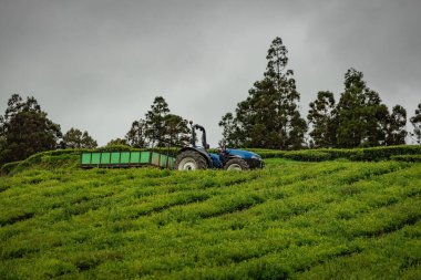 Tea plantation in Cha Gorreana at Sao Miguel island Azores Portugal clipart