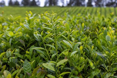 Sao Miguel adası Azores Portekiz 'de Cha Gorreana' da çay çiftliği.
