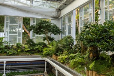 Güney Kore, Deoksugung Sarayı 'ndaki Büyük Sera' daki Bonsai ağaçlarının bahçesi.