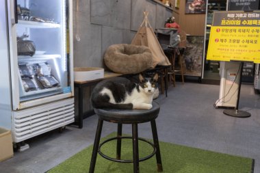 Jeju Güney Kore 'deki balık pazarındaki balık tezgahındaki sandalyede oturan siyah beyaz kedi.