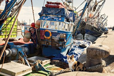 Cute red and white cat sitting on the pier in front of the fishing boat in the old port of Essaouira Morocco clipart