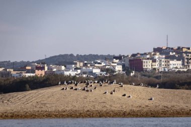 Essaouira sahilinden Diabat kasabası manzarası, arka planda bir sürü kuş var.