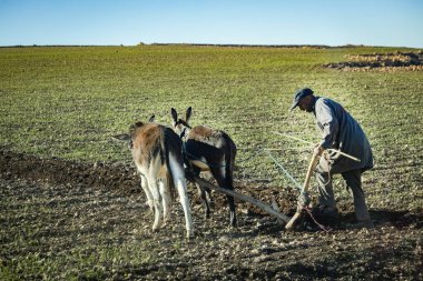 Tarlayı süren çiftçi, bir Fas eşeği tarlayı sürüyor.
