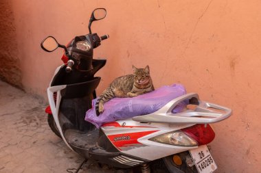 Cute cat resting on the motorcycle Morocco clipart