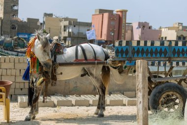 St. Louis Senegal Limanı 'nda geleneksel at arabası