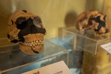 Siyahi Medeniyet Müzesi 'nde sergilenen kadim insanın kafatası Dakar Senegal