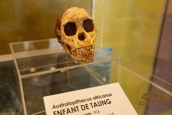Череп древнего человека выставлен в Музее чёрной цивилизации Дакар Сенегал