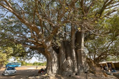 Baobab, Joal kasabası Senegal yakınlarındaki devasa baobab 'ı kes.