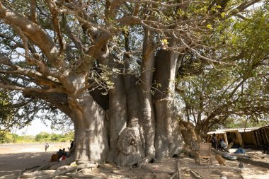 Baobab, Joal kasabası Senegal yakınlarındaki devasa baobab 'ı kes.