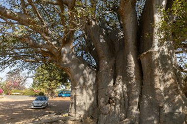 Baobab, Joal kasabası Senegal yakınlarındaki devasa baobab 'ı kes.