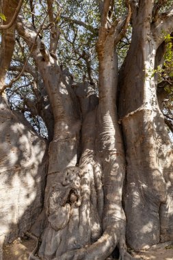 Baobab, Joal kasabası Senegal yakınlarındaki devasa baobab 'ı kes.
