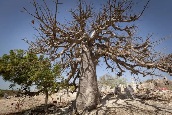 Senegal 'deki Joal Fadiouth' daki deniz kabuğu adasındaki mezarlığa bak.