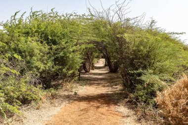 Senegal Atlantik kıyı kasabasında Popenguine Doğa Koruma Alanı