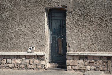 Sokak kedisi St. Louis Senegal yakınlarındaki güneşli günün tadını çıkarıyor.