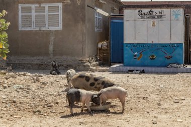 Senegal 'in kırsalındaki çiftlikte domuzcuklu domuz.