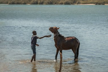 Senegali 'li adam Joal Senegal' de atını denizde yıkıyor.