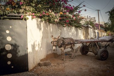 Senegal 'in Mbur kasabasındaki taş duvarın yanındaki eşek arabası.