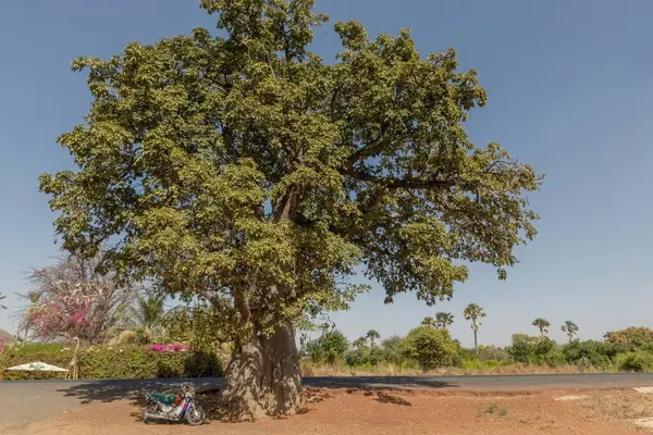Senegal yolundaki dev Baobab.
