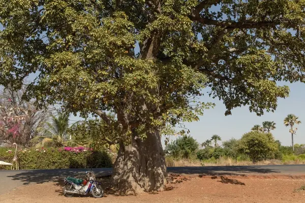 Senegal yolundaki dev Baobab.