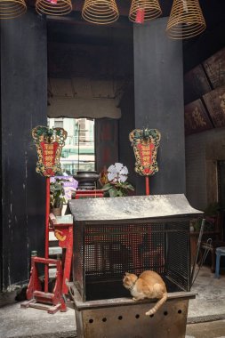 Macau 'daki Budist tapınağında yaşayan sevimli kırmızı kedi.