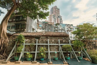Macau 'daki Camoes Garden' da Bonsai ağacı koleksiyonu.