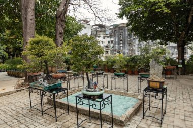 Macau 'daki Camoes Garden' da Bonsai ağacı koleksiyonu.