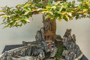 Şehir merkezindeki Lou Lim Leoc halk bahçesinde Bonsai ağacı koleksiyonu.