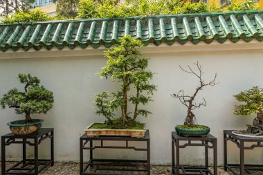 Şehir merkezindeki Lou Lim Leoc halk bahçesinde Bonsai ağacı koleksiyonu.