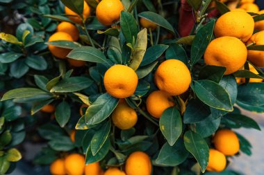 Portakallı dekoratif portakal ağacı geleneksel yeni yıl özniteliği
