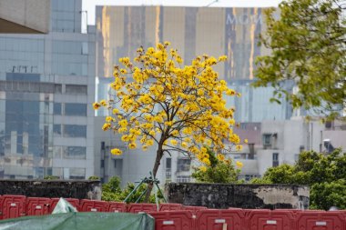 Bauhinia Blakei olarak da bilinen Altın Trompet Ağacı Macau 'daki sarı çiçek ağacı.