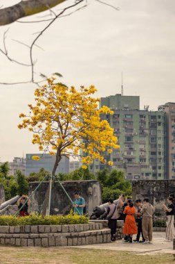 Bauhinia Blakei olarak da bilinen Altın Trompet Ağacı Macau 'daki sarı çiçek ağacı.