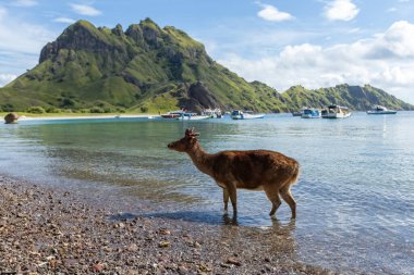 Padar adasında yaşayan geyik Endonezya 'da Komodo Denizi' nde banyo yapıyor.