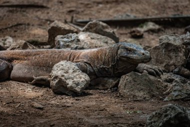 Komodo Ulusal Parkı Endonezya 'da Komodo ejderhası