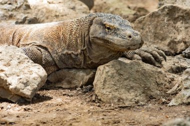 Komodo Ulusal Parkı Endonezya 'da Komodo ejderhası