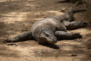 Komodo Ulusal Parkı Endonezya 'da Komodo ejderhası