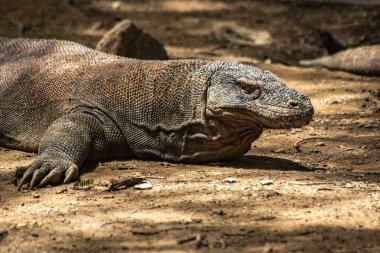 Komodo Ulusal Parkı Endonezya 'da Komodo ejderhası