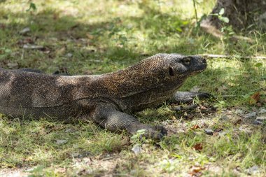 Komodo ejderhası Endonezya 'daki yeşil çimlerde serinliyor.